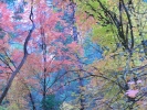 PICTURES/Sedona West Fork Fall Foliage/t_Fall Foliage15.JPG
